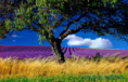 /album/francie-provence/a131608-14-loccitane-en-provence-levandulove-pole-png/